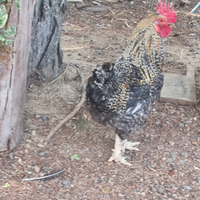 Galletto Olive Egger