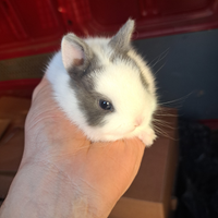 Coniglietti nani testa di leone toy e mini-lop