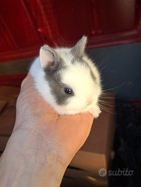 Coniglietti nani testa di leone toy e mini-lop