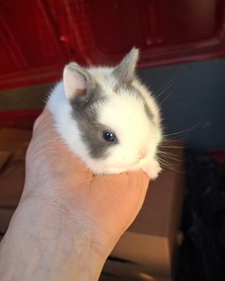 Coniglietti nani testa di leone toy e mini-lop