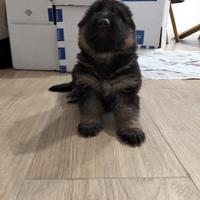 Cuccioli di pastore Tedesco