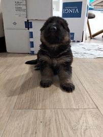 Cuccioli di pastore Tedesco