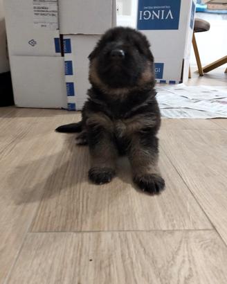 Cuccioli di pastore Tedesco