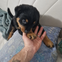 Cucciolo rottwiler