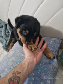 Cucciolo rottwiler