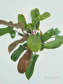 Philodendron Florida Bronze