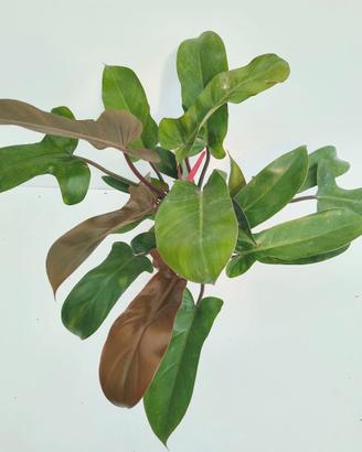 Philodendron Florida Bronze