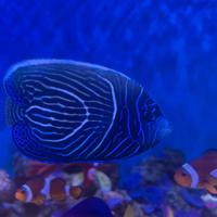 Pomacanthus imperator