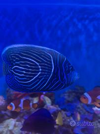 Pomacanthus imperator