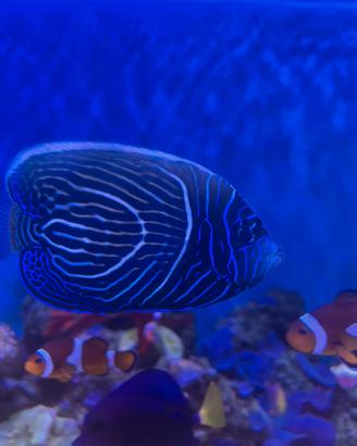 Pomacanthus imperator