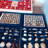 collezione conchiglie 