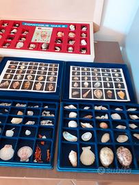 collezione conchiglie 