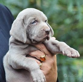 Cucciola Weimaraner