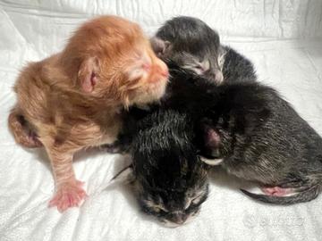 Mainecoon con pedigree e alta genealogia