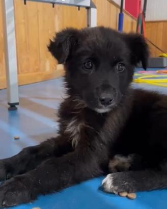 Cucciola di cane