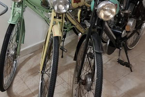 Aquilotti Bianchi