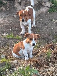 Jack russell