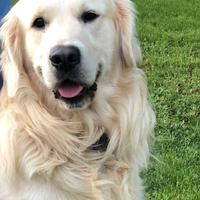 Golden retriever per monta