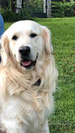 Golden retriever per monta