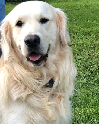 Golden retriever per monta