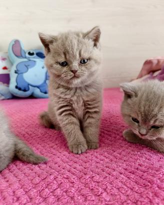 British Shorthair color Lilac