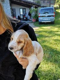 Cuccioli di cocker spaniel inglese