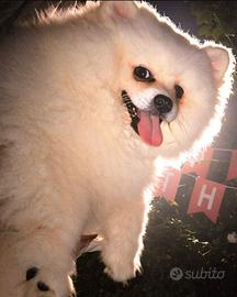Volpino pomerania