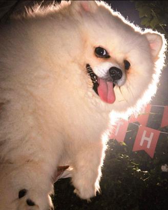 Volpino pomerania