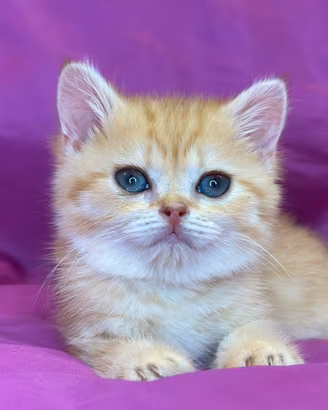 Gatto British Shorthair Golden Tabby