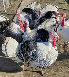 Tacchini nostrani di 11 mesi bianchi e neri