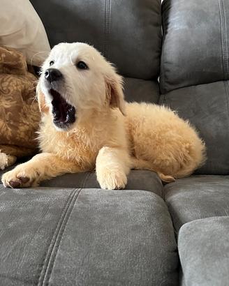 Golden retriever pedigree enci