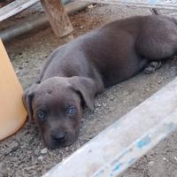Cane Corso