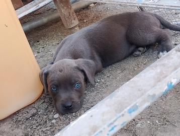 Cane Corso