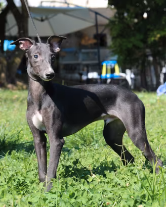 Cuccioli di whippet