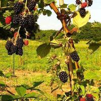 🌿 Piante di more rifiorenti – naturali al 100%