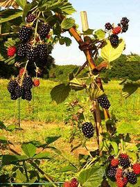 🌿 Piante di more rifiorenti – naturali al 100%