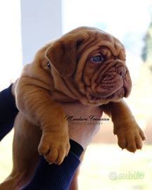 Cuccioli di dogue de Bordeaux