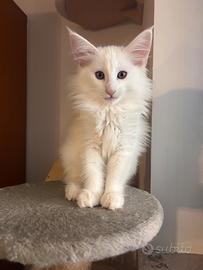 Cucciola di Norvegese