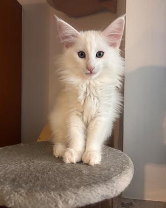 Cucciola di Norvegese