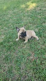 Bouledogue francesi