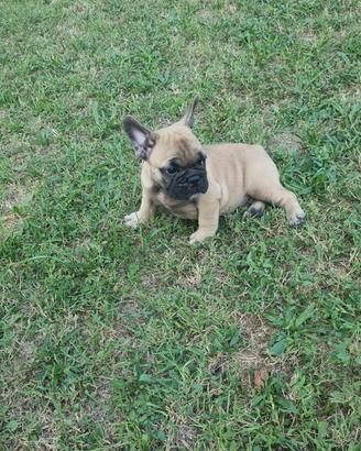 Bouledogue francesi