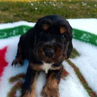 Cuccioli di cocker spaniel inglese