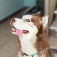 Husky siberian maschio disponibile per monta