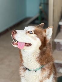 Husky siberian maschio disponibile per monta