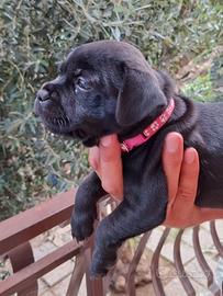 Staffordshire bull terrier