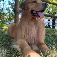 Golden retriever Americano per monta