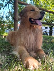 Golden retriever Americano per monta