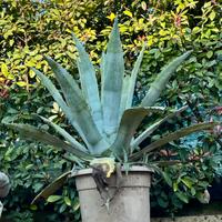 Agave blu: “agave americana”