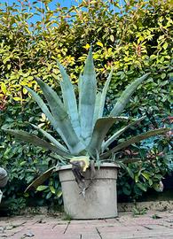Agave blu: “agave americana”