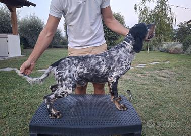 Setter inglese maschio